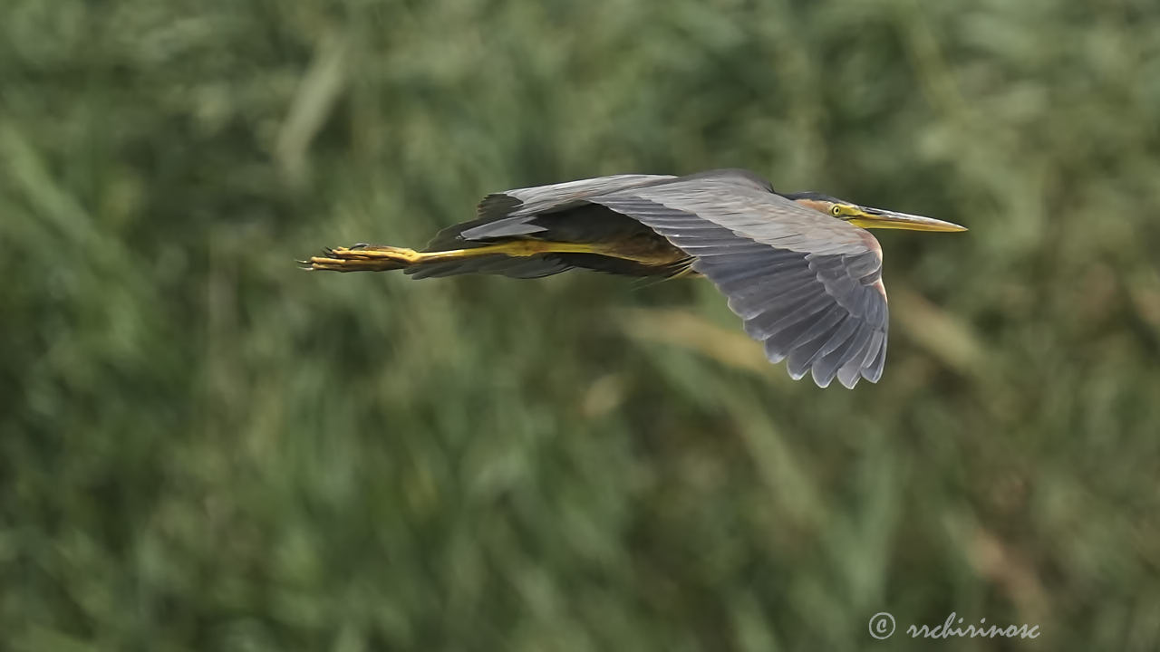 Purple heron