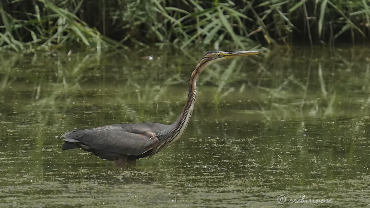 Purple heron