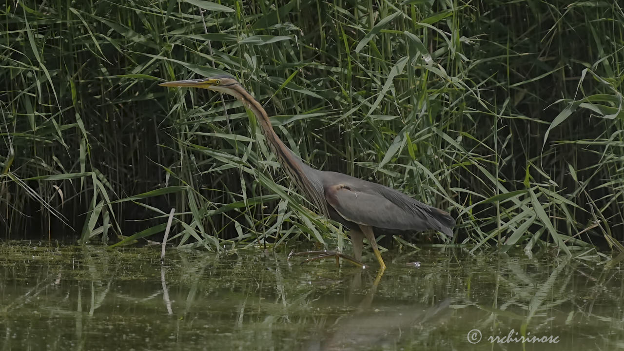 Purple heron