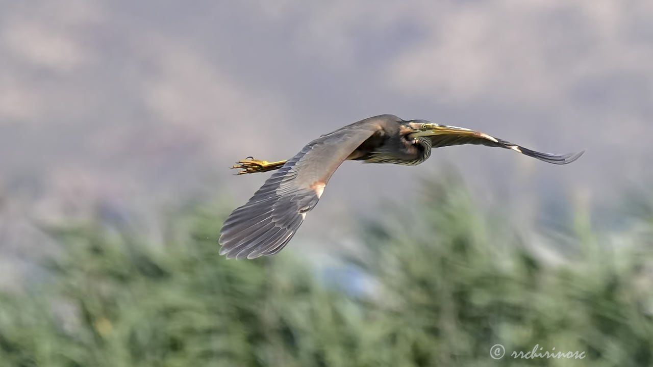 Purple heron