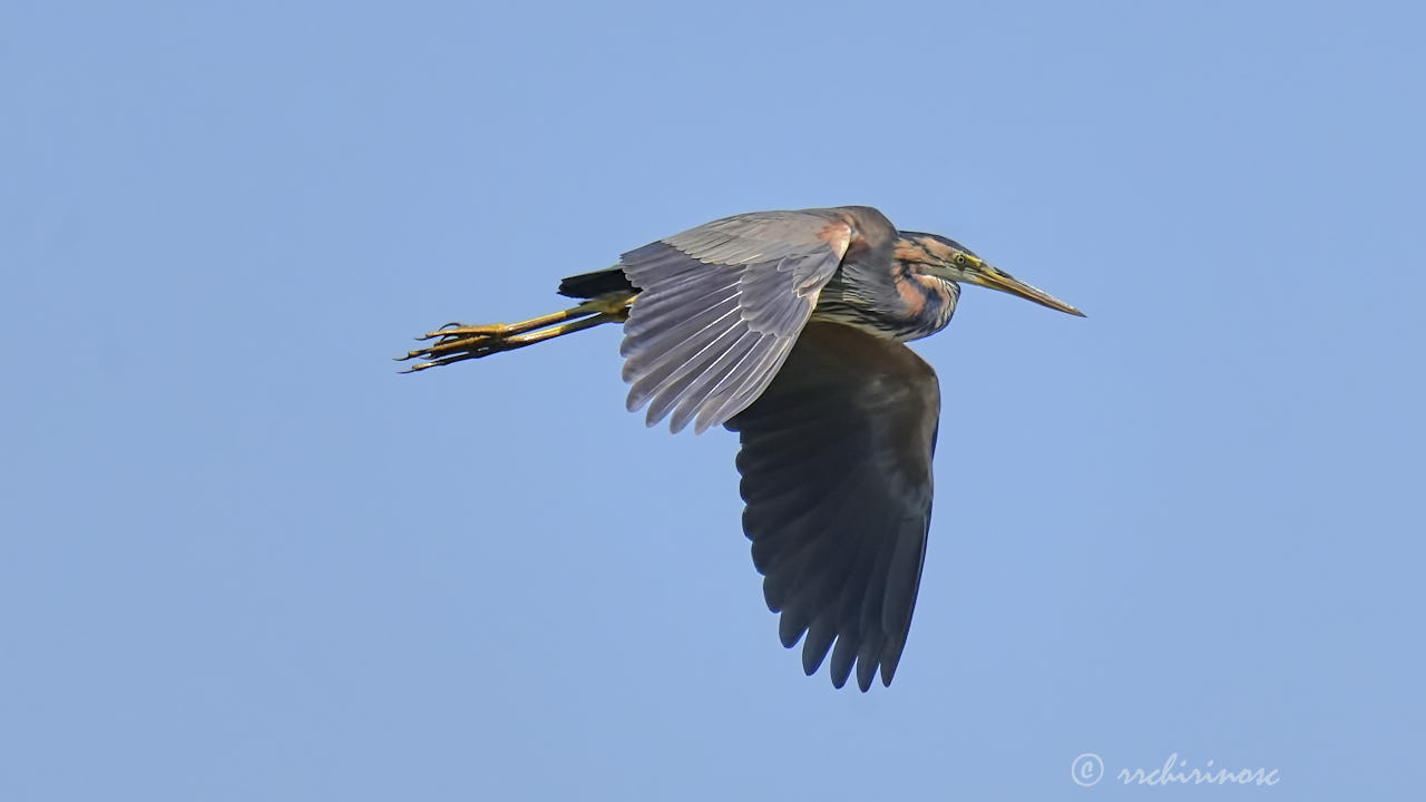 Purple heron