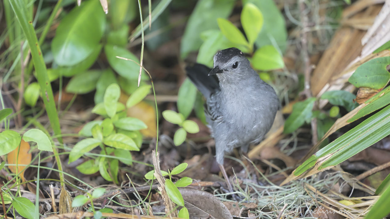 Gray catbird