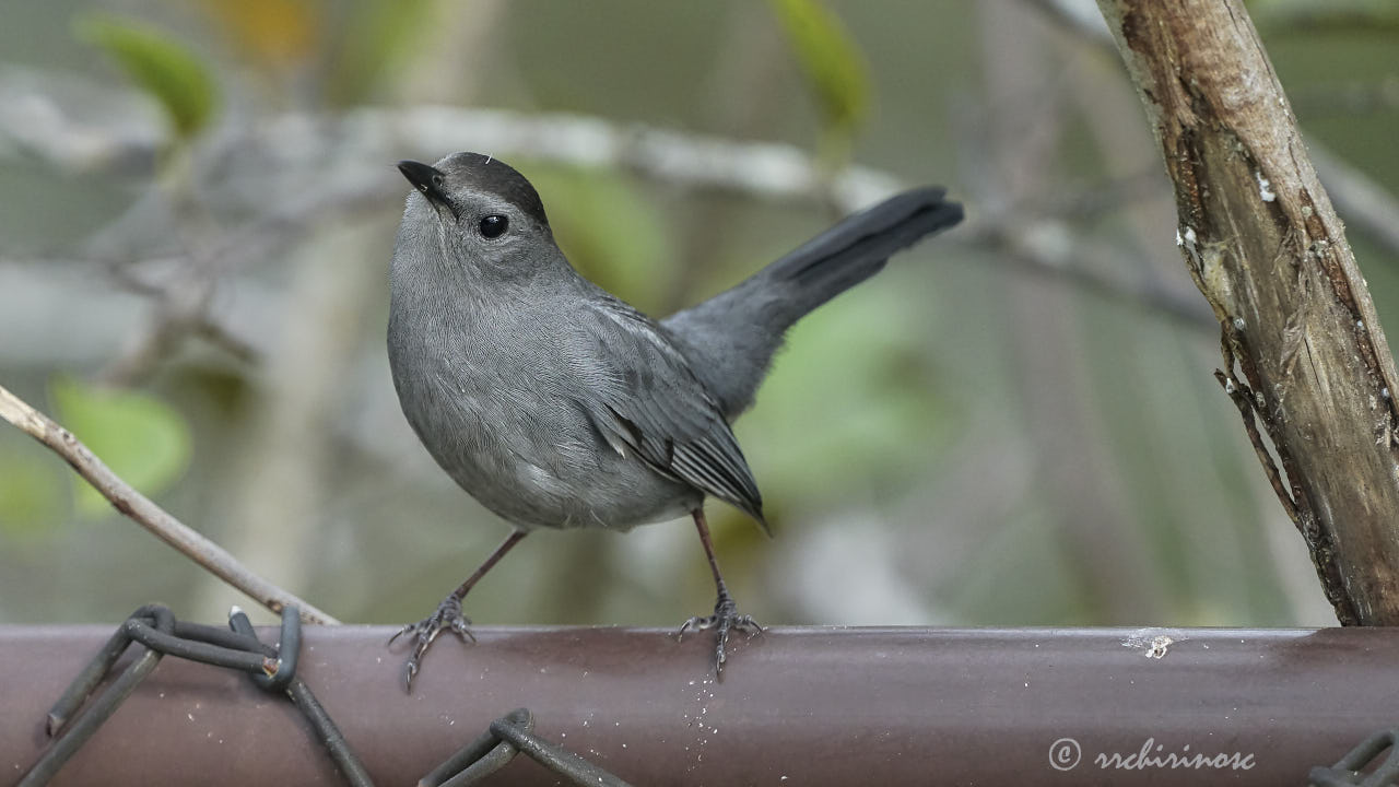 Gray catbird