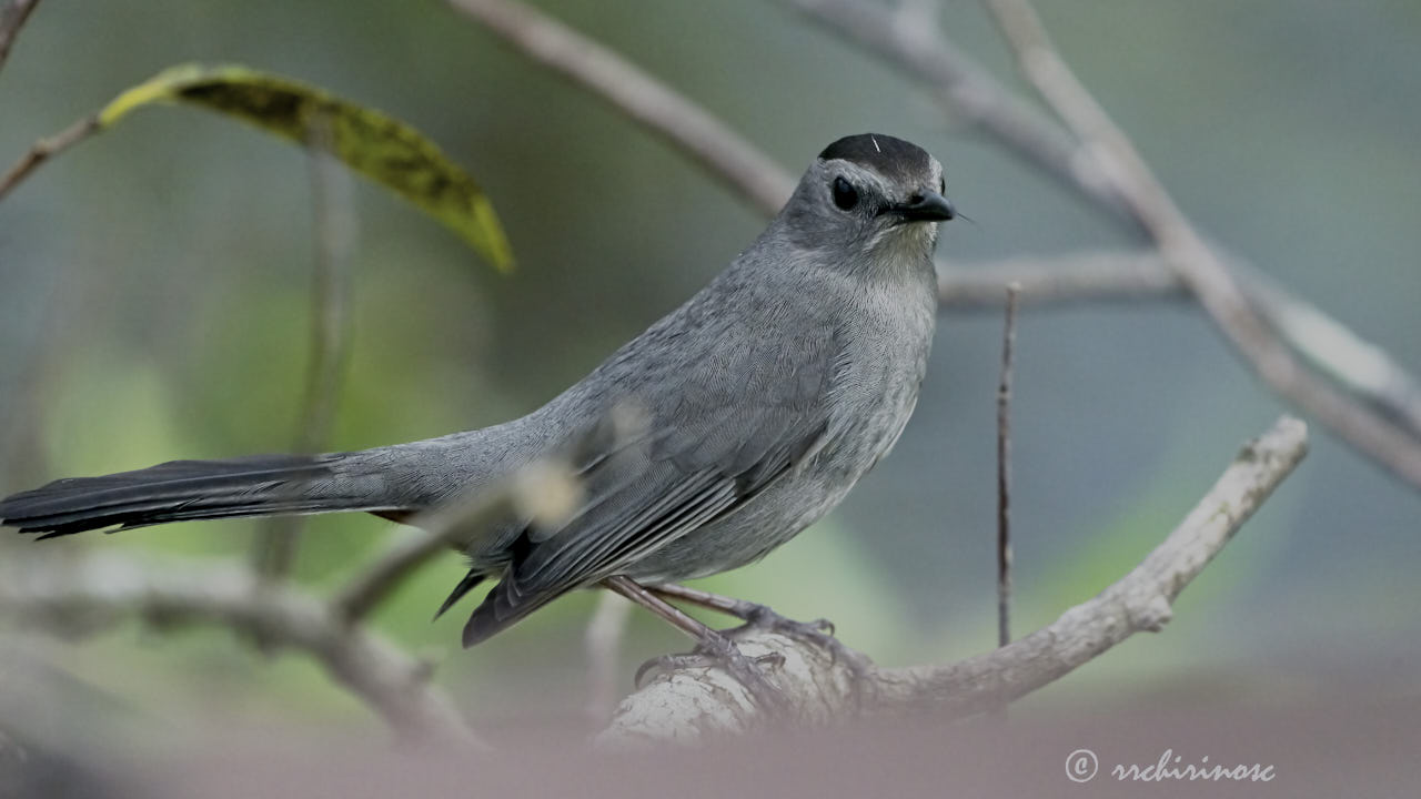 Gray catbird