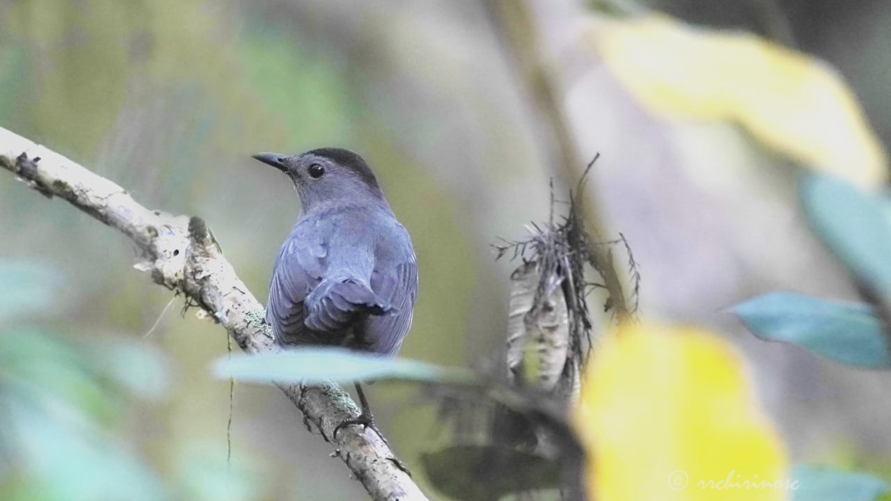 Gray catbird