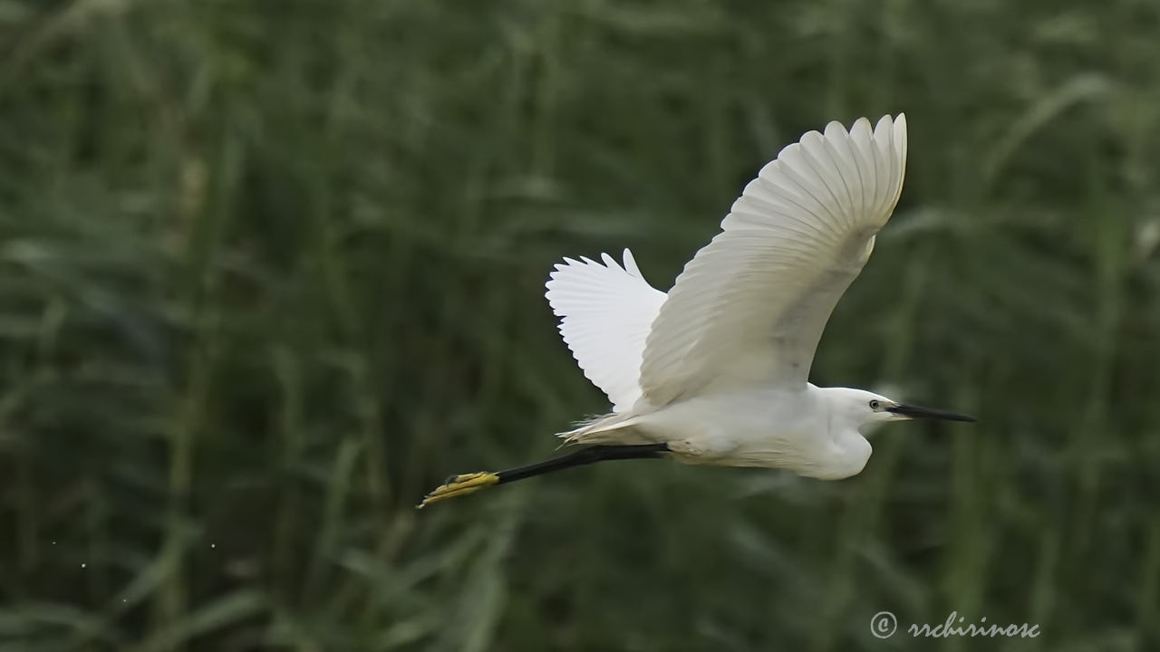 Little egret