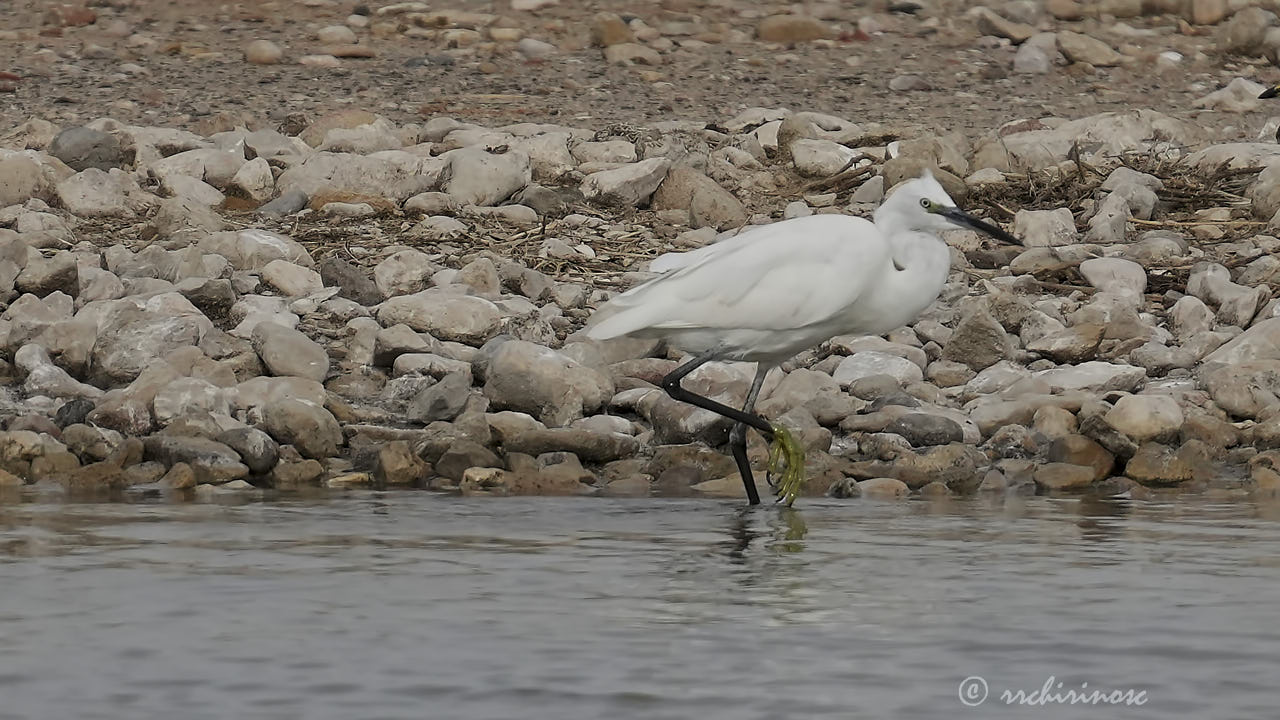 Little egret