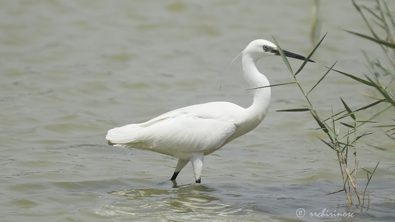 Little egret