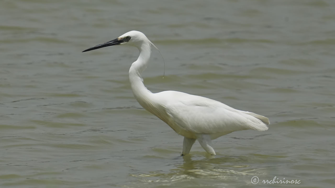 Little egret