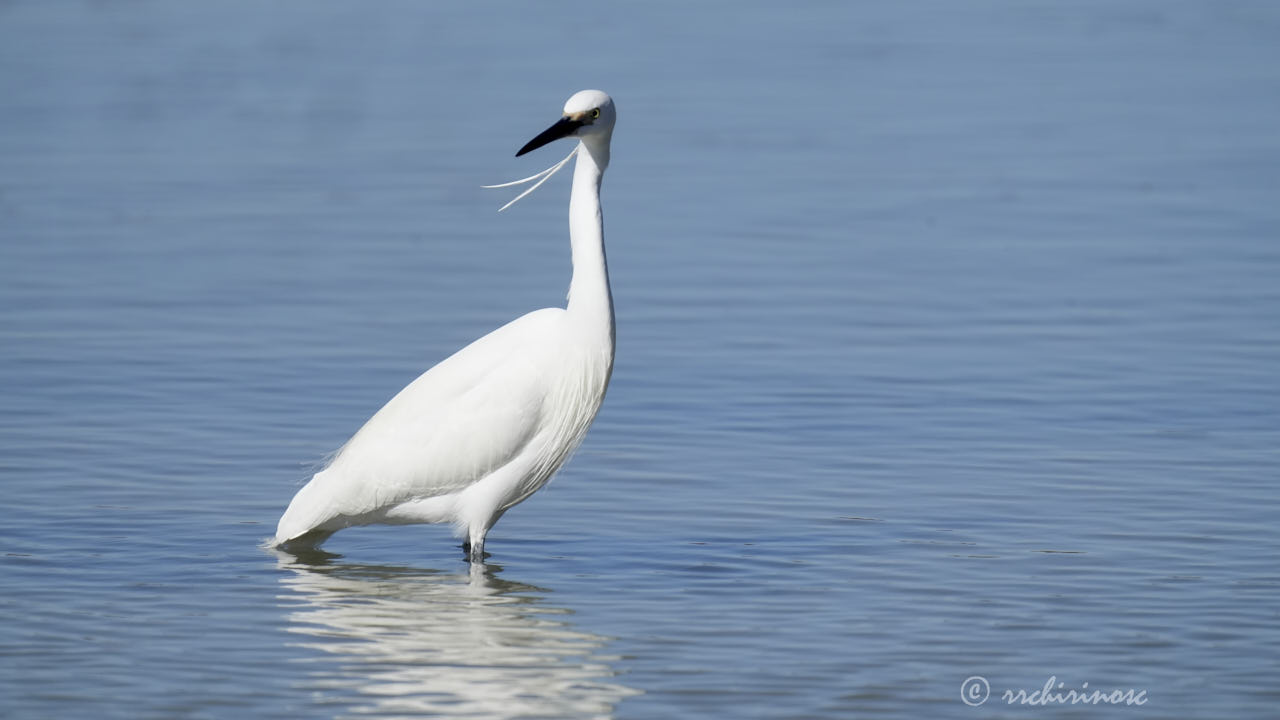 Little egret