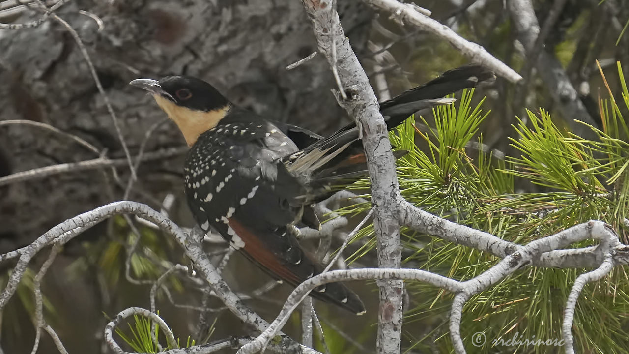 Great spotted cuckoo