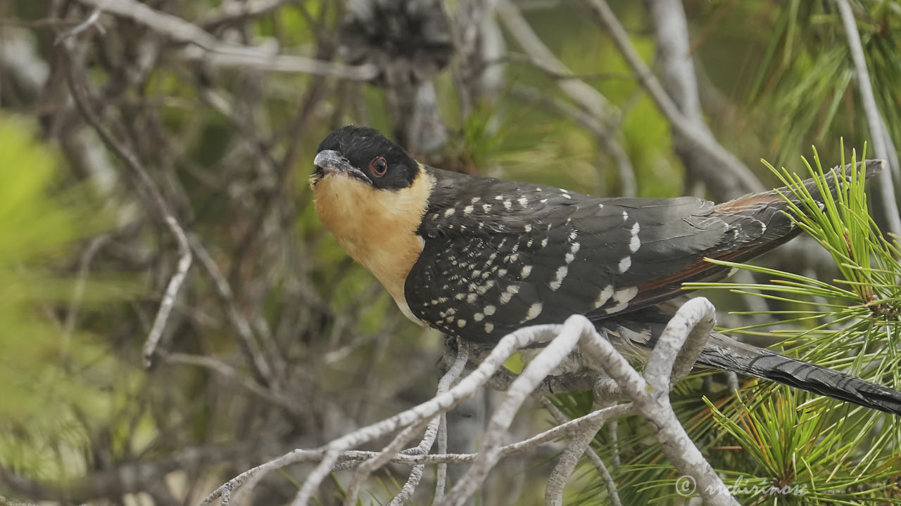 Great spotted cuckoo