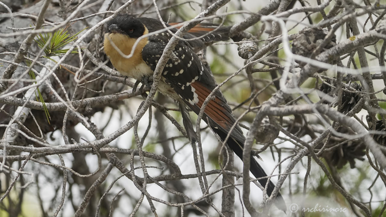 Great spotted cuckoo