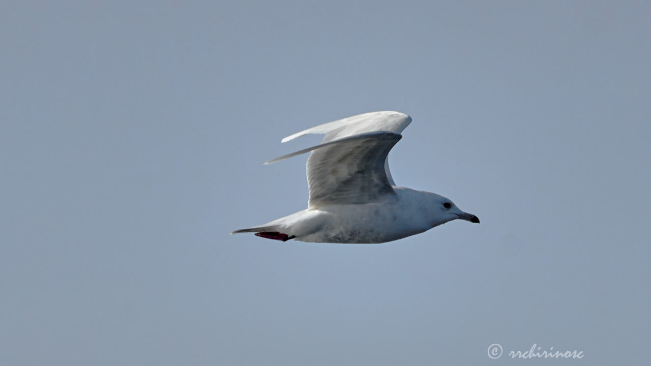 Iceland gull