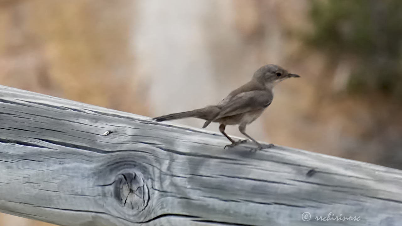 Western subalpine warbler