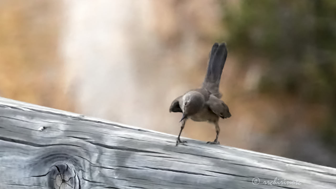 Western subalpine warbler