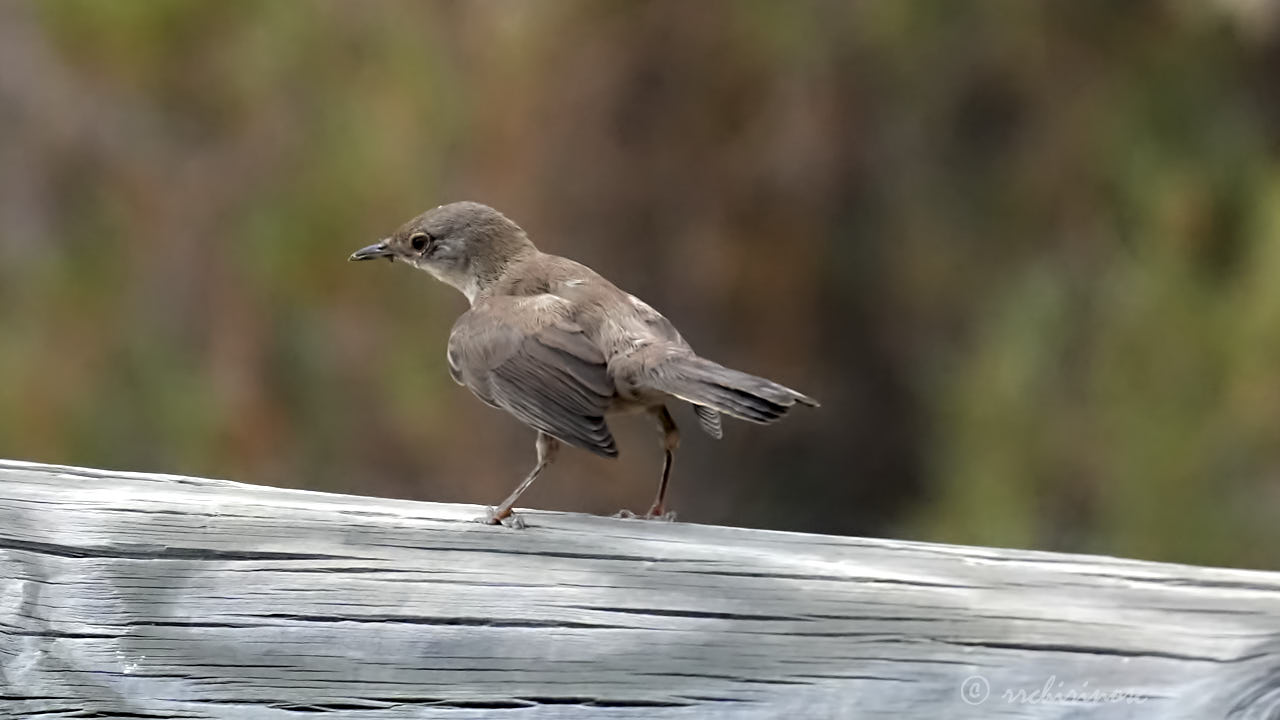 Western subalpine warbler