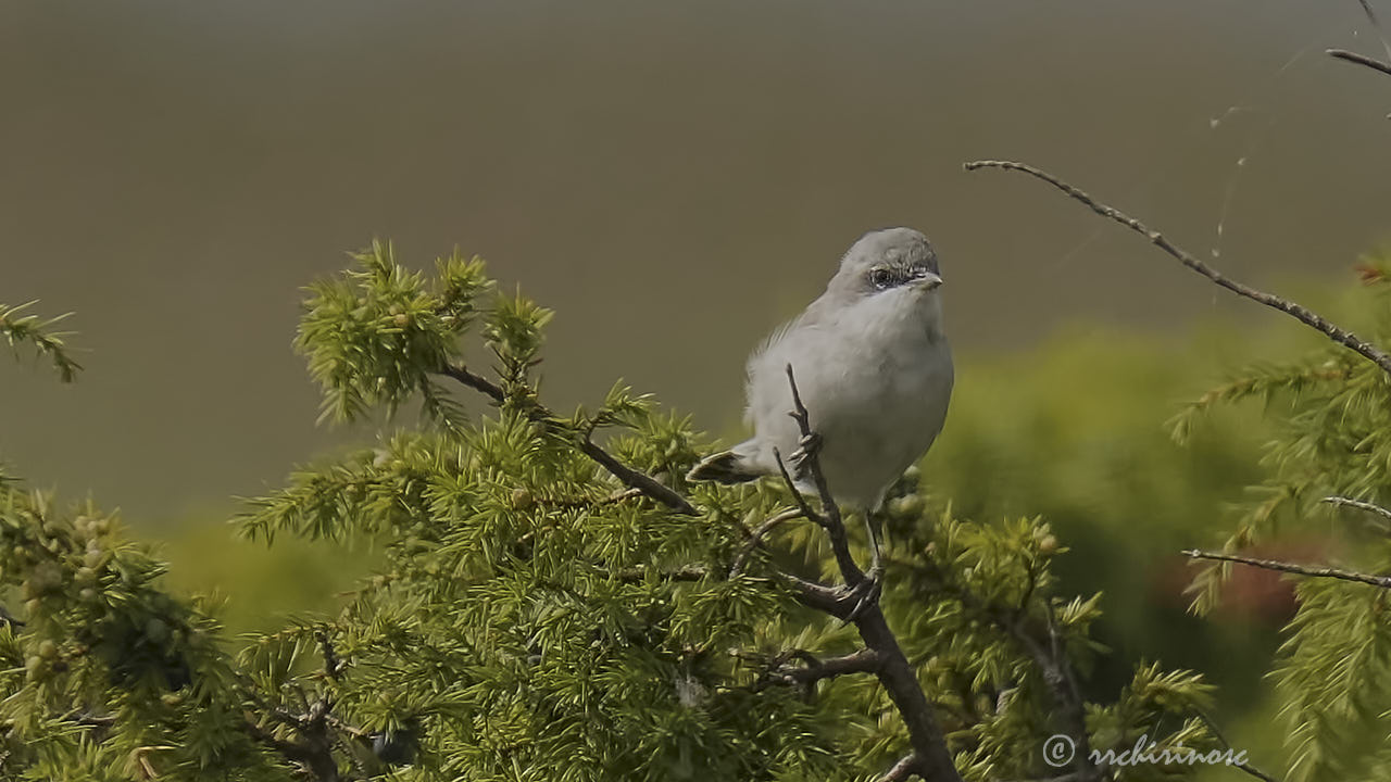 Lesser whitethroat