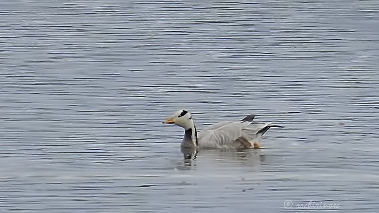 Bar-headed goose