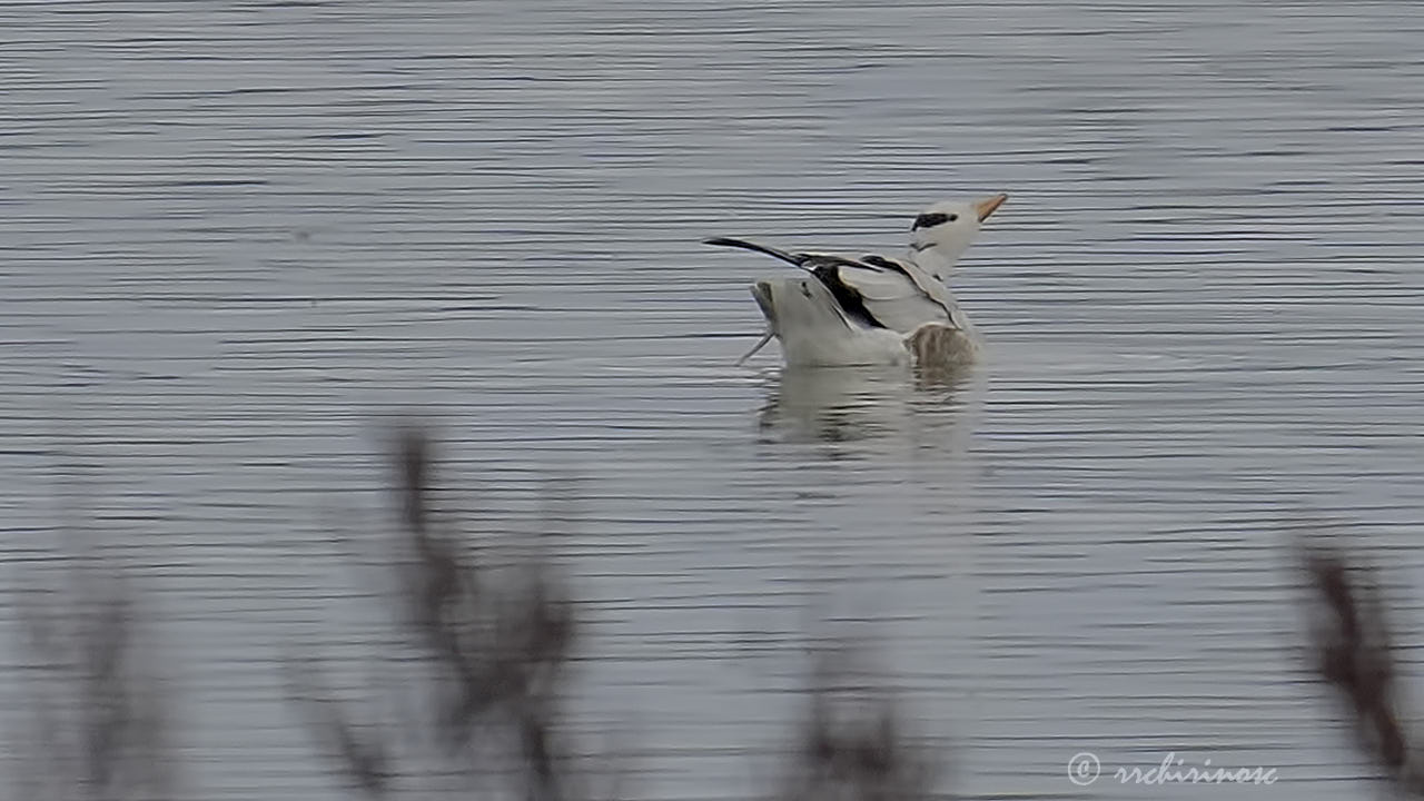 Bar-headed goose