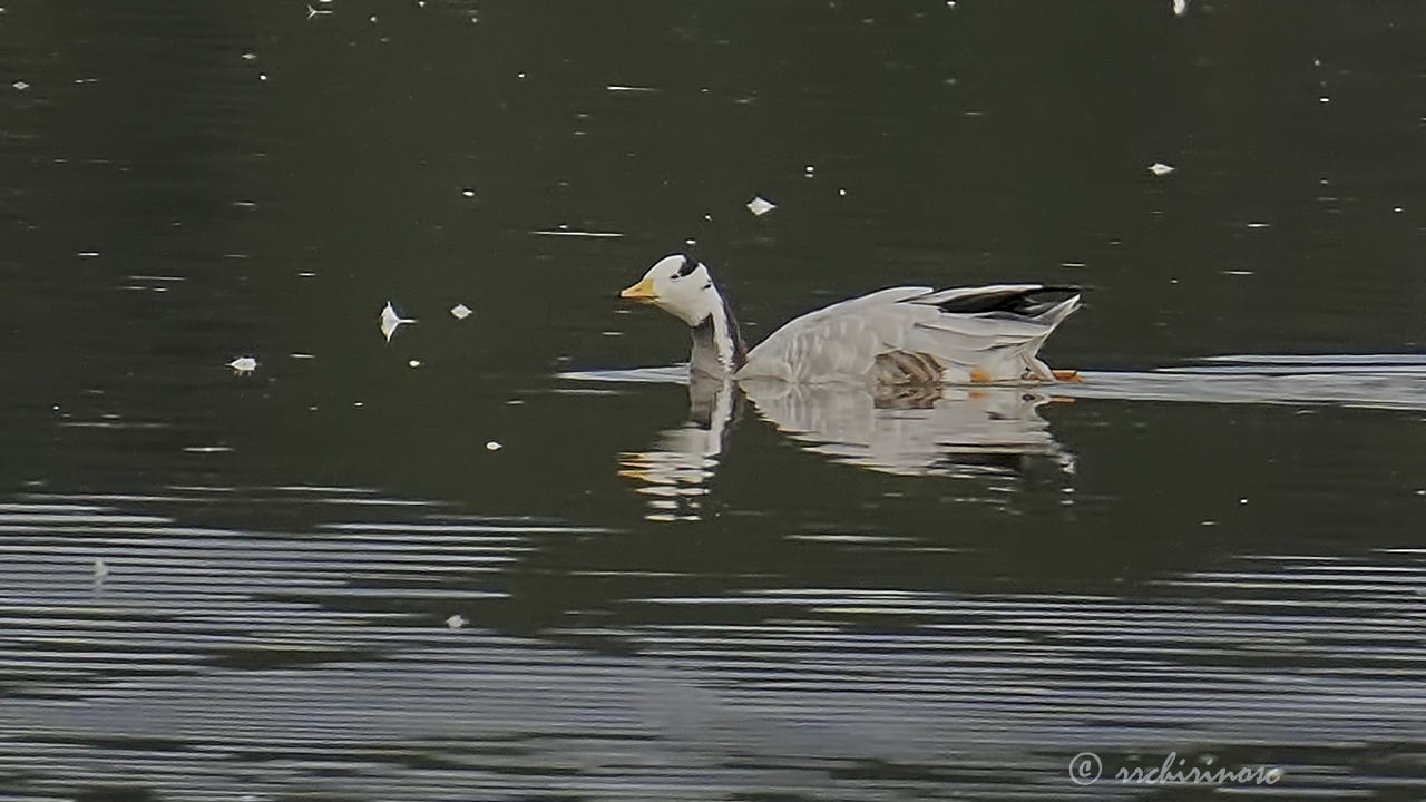 Bar-headed goose