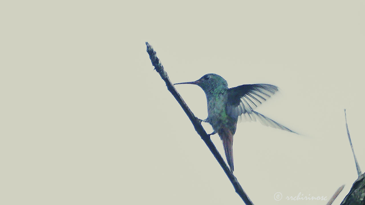 Rufous-tailed hummingbird