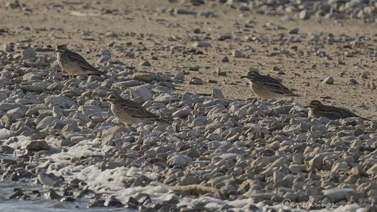 Eurasian thick-knee