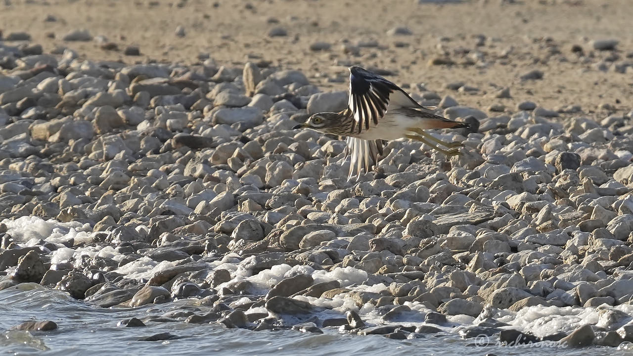 Eurasian thick-knee