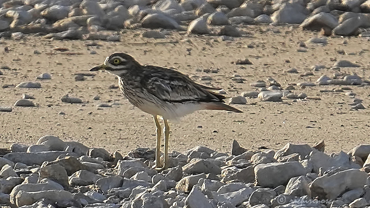 Eurasian thick-knee