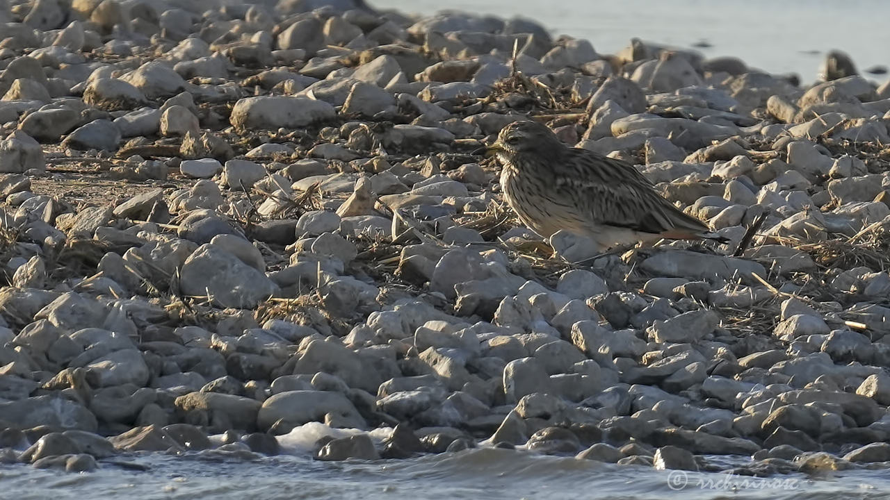 Eurasian thick-knee