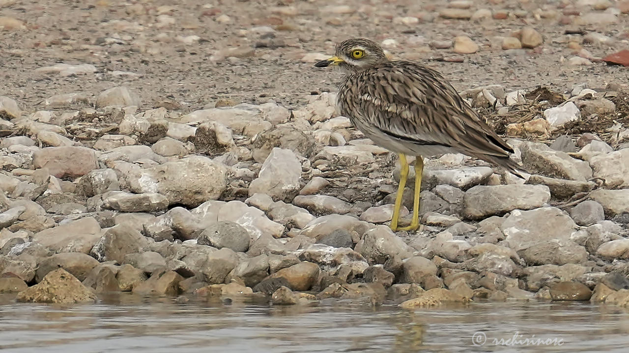 Eurasian thick-knee