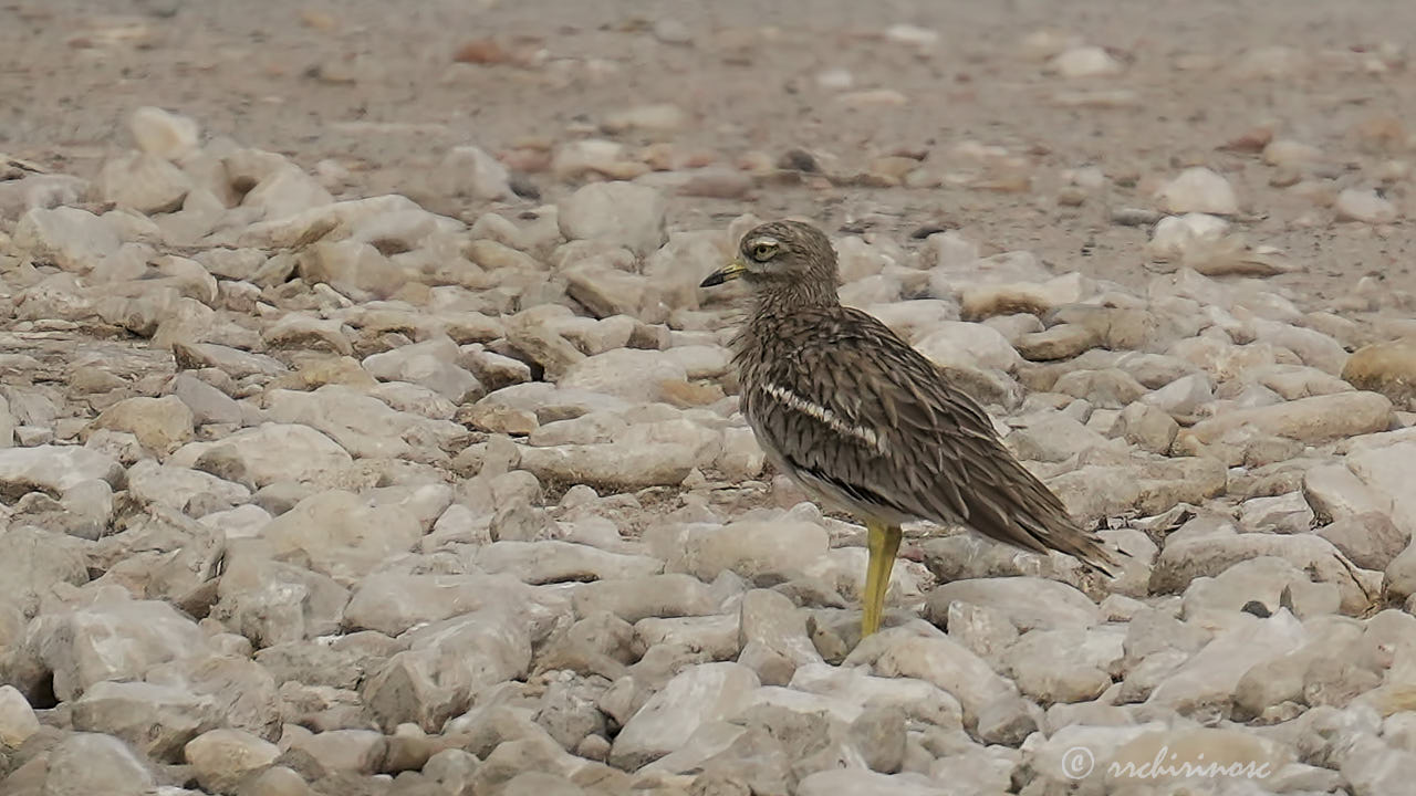 Eurasian thick-knee