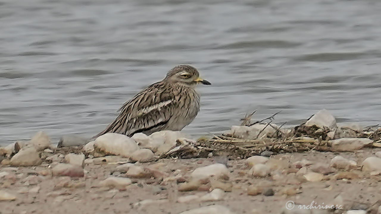 Eurasian thick-knee