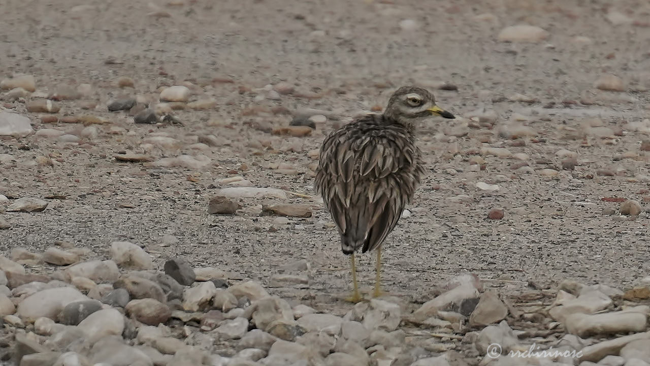 Eurasian thick-knee