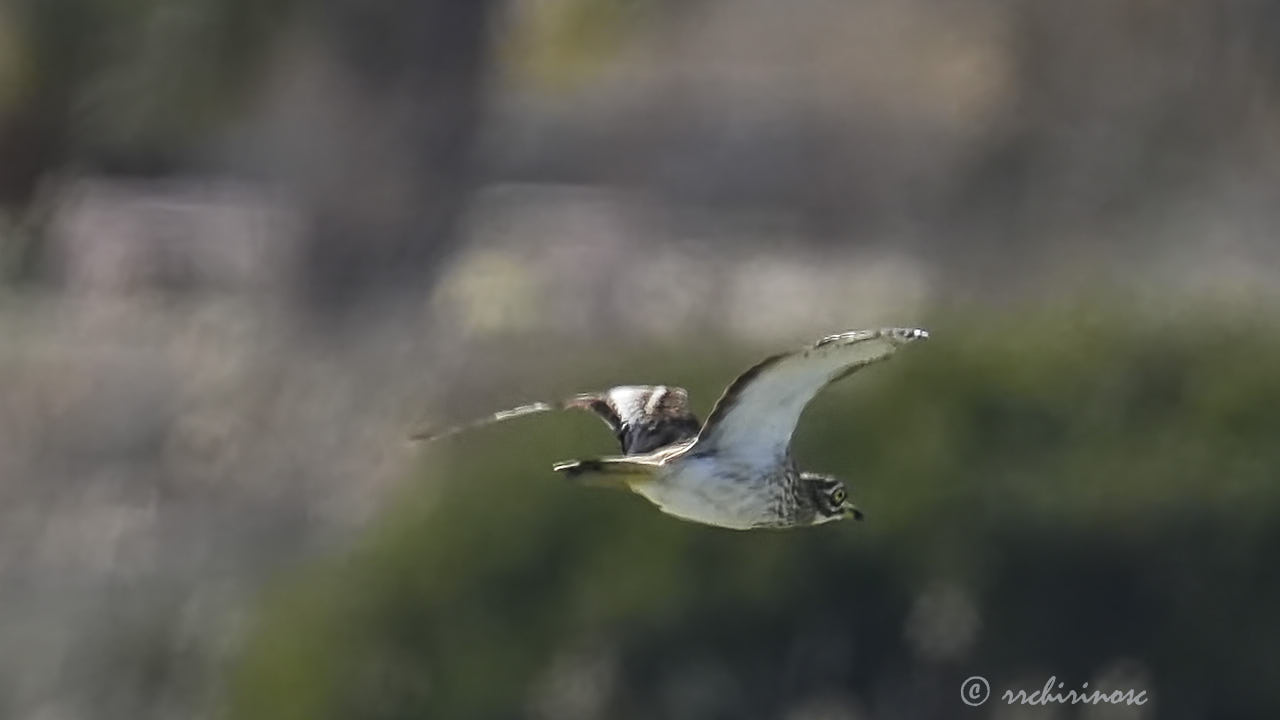 Eurasian thick-knee