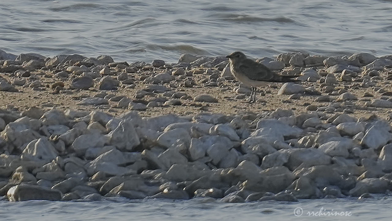 Collared pratincole