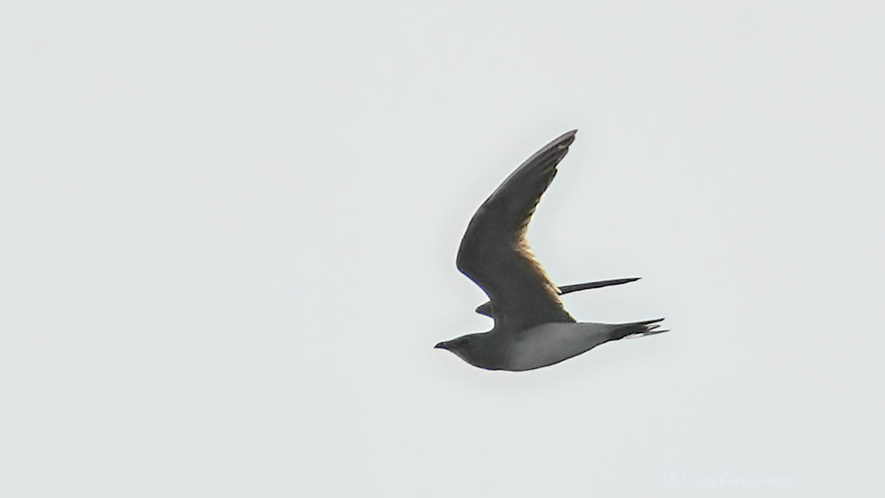 Collared pratincole