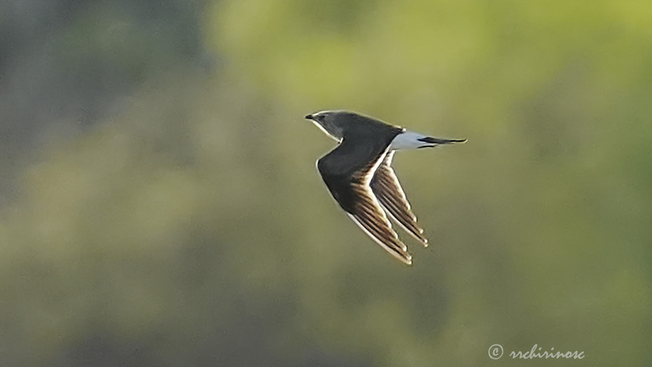 Collared pratincole