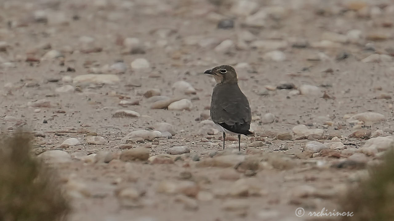 Collared pratincole