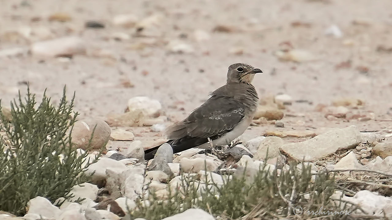 Collared pratincole