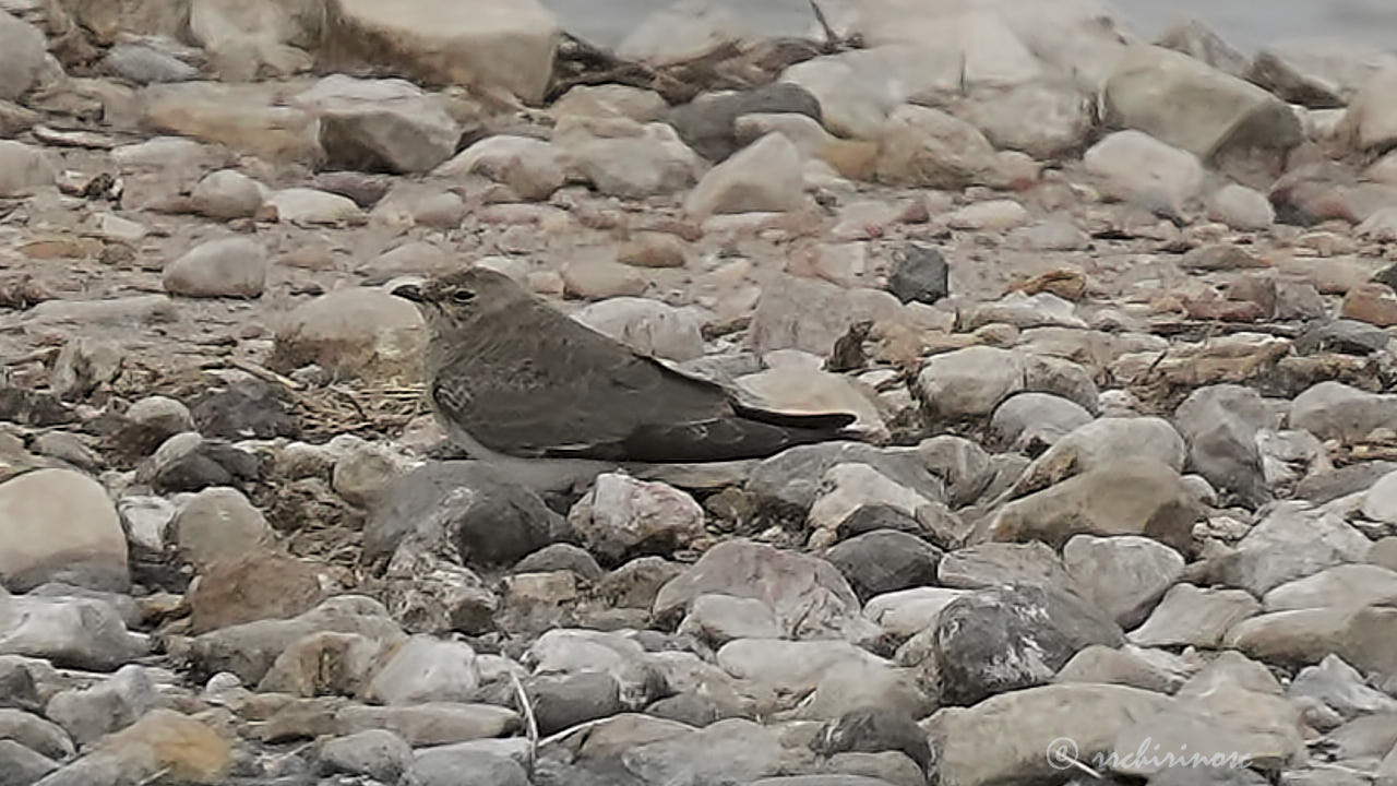 Collared pratincole