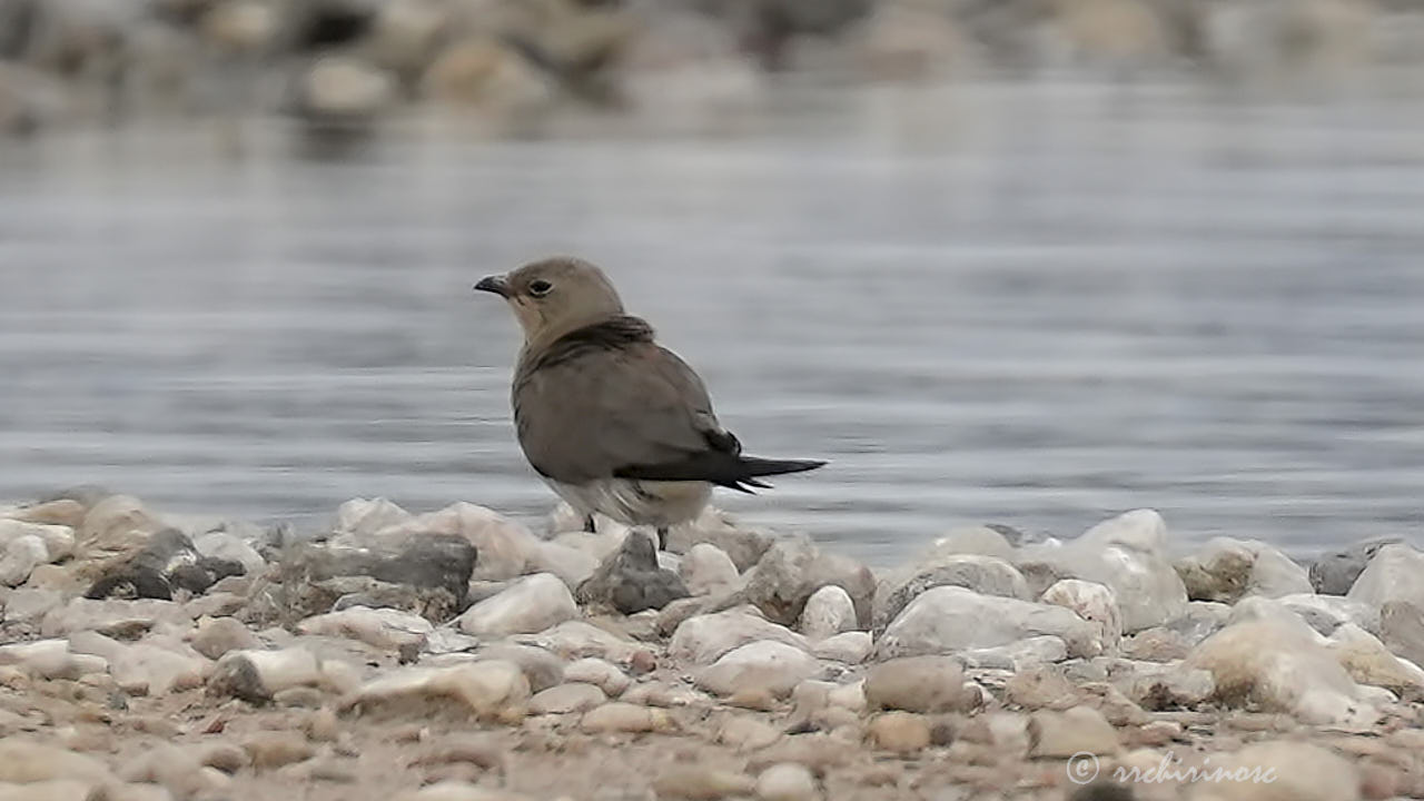 Collared pratincole