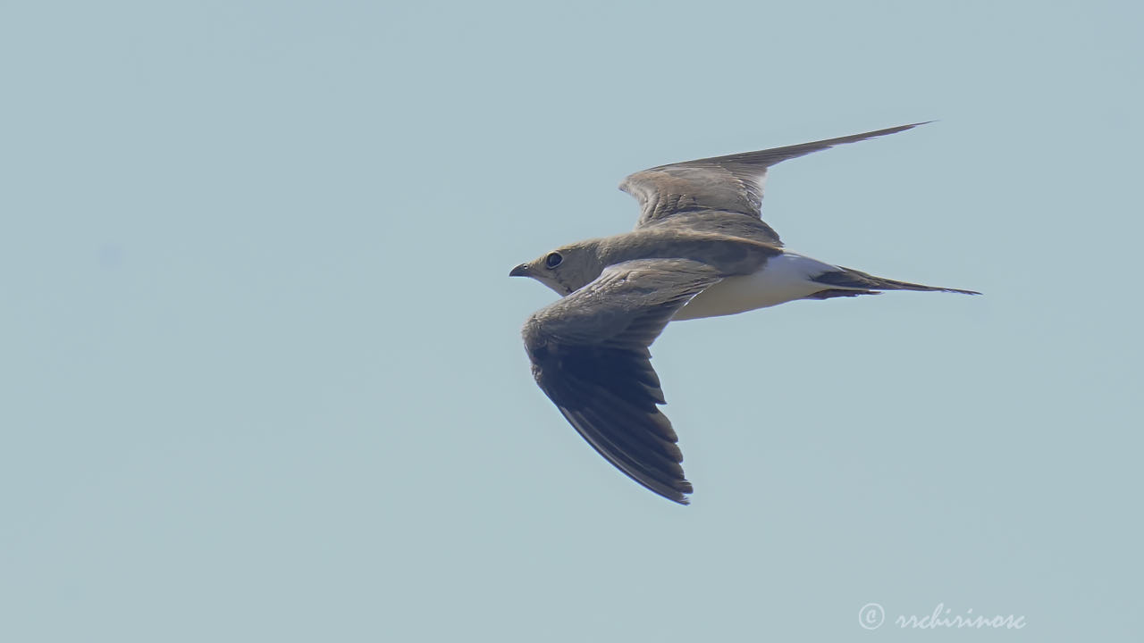 Collared pratincole