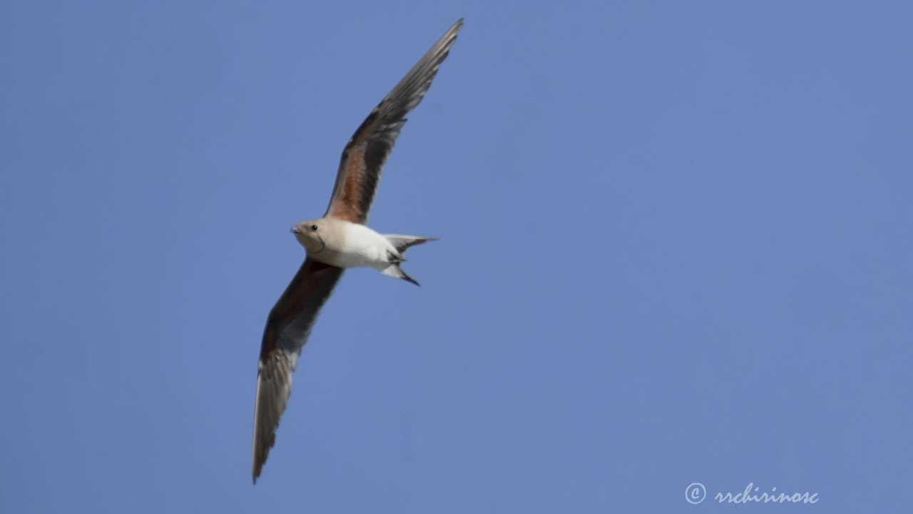 Collared pratincole