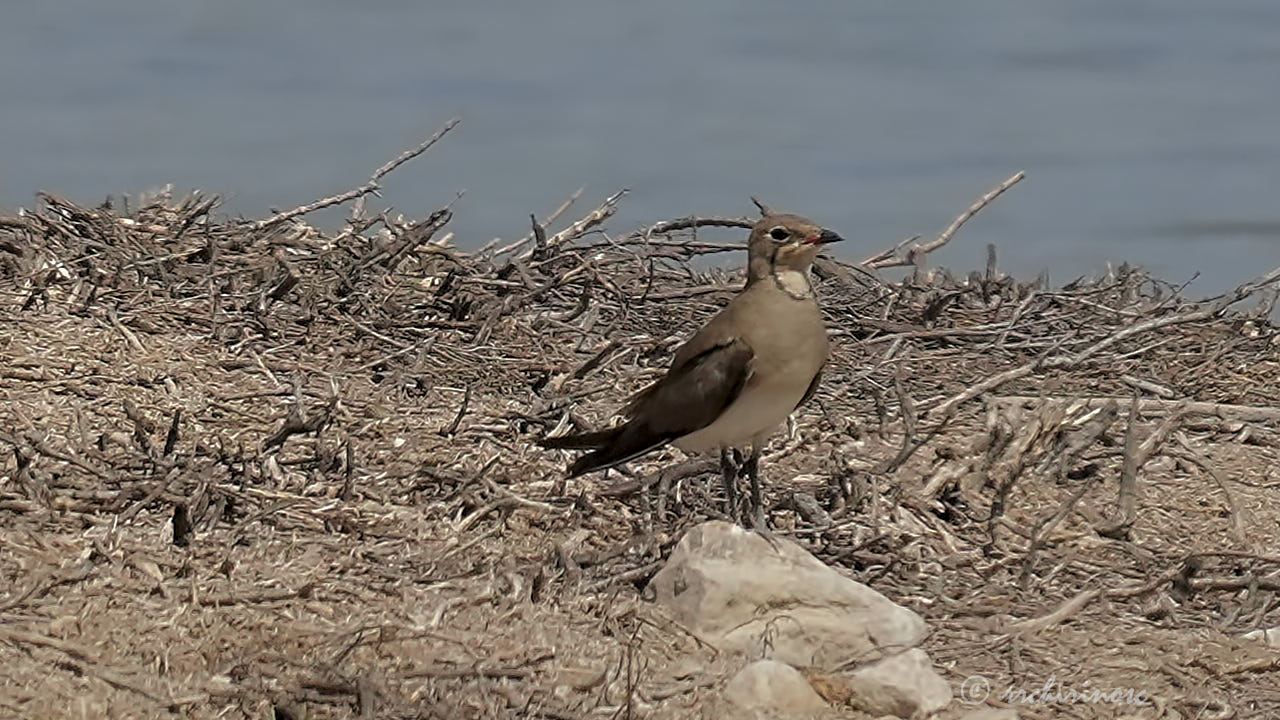 Collared pratincole