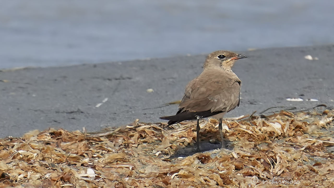 Collared pratincole