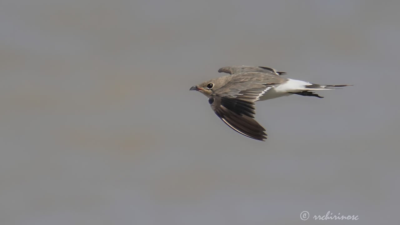 Collared pratincole