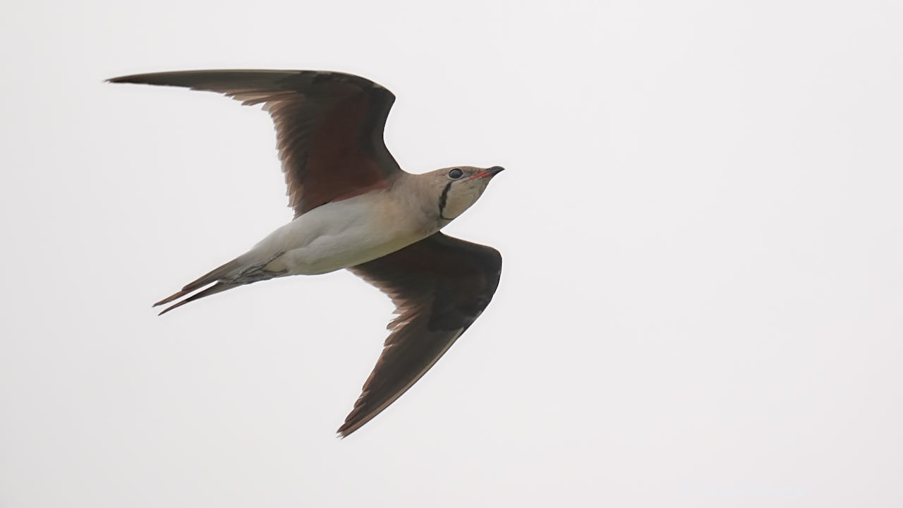 Collared pratincole