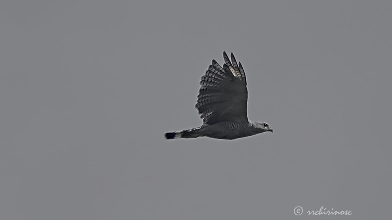 Gray-lined hawk
