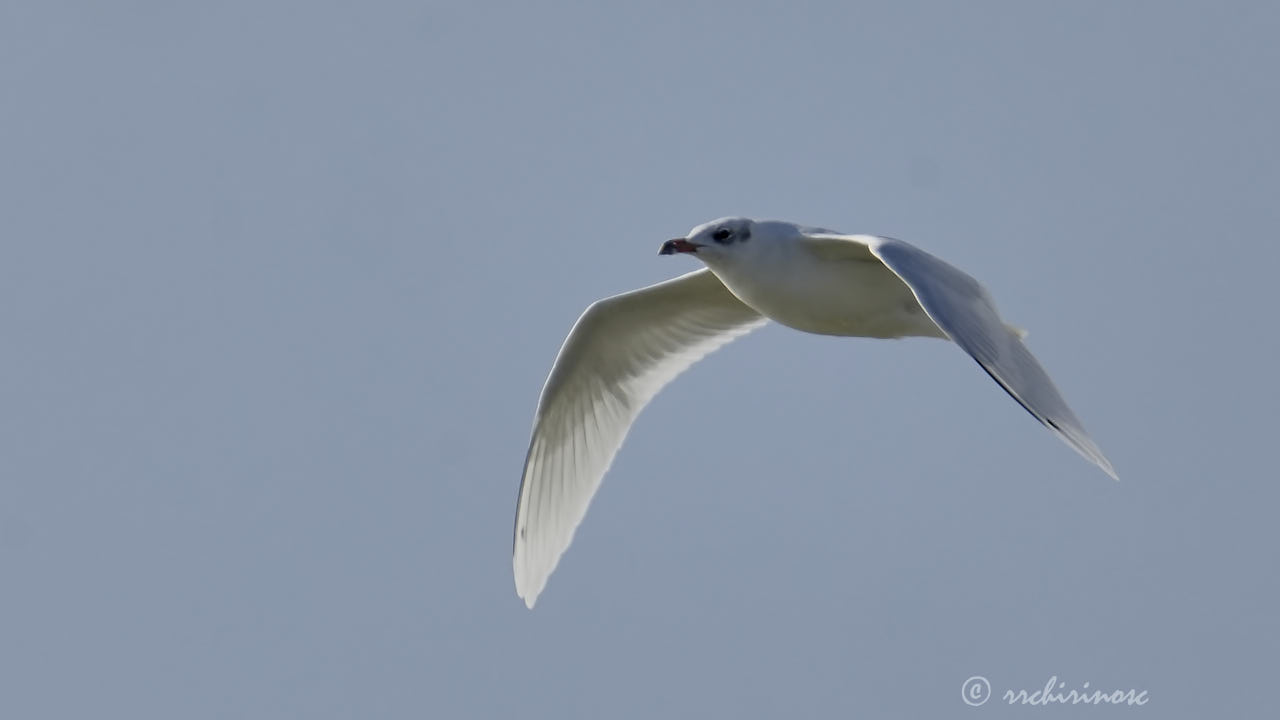 Mediterranean gull